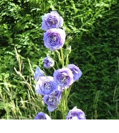 shireplants4396840