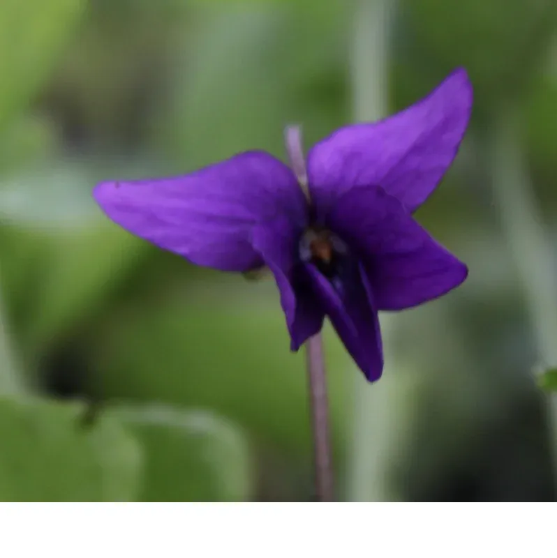 shireplants4396958
