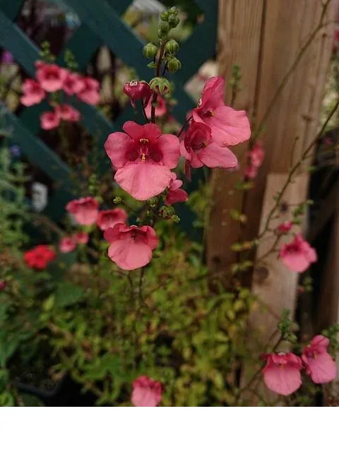 shireplants4397213