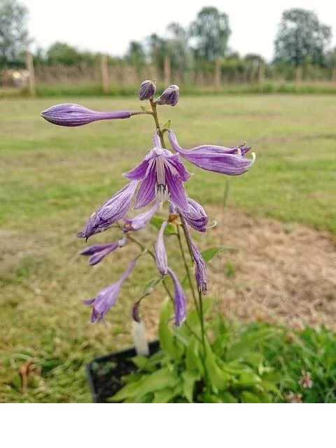 shireplants4397290