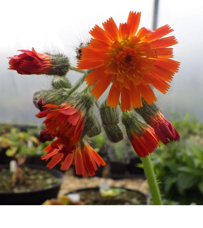 shireplants4397445