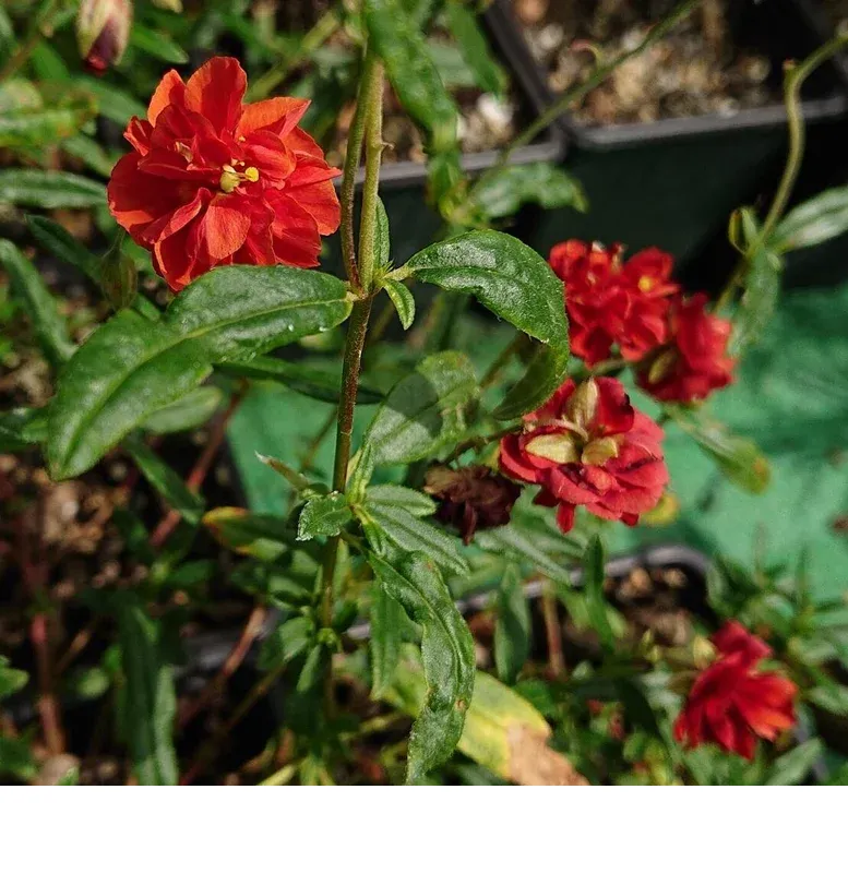 shireplants4397505