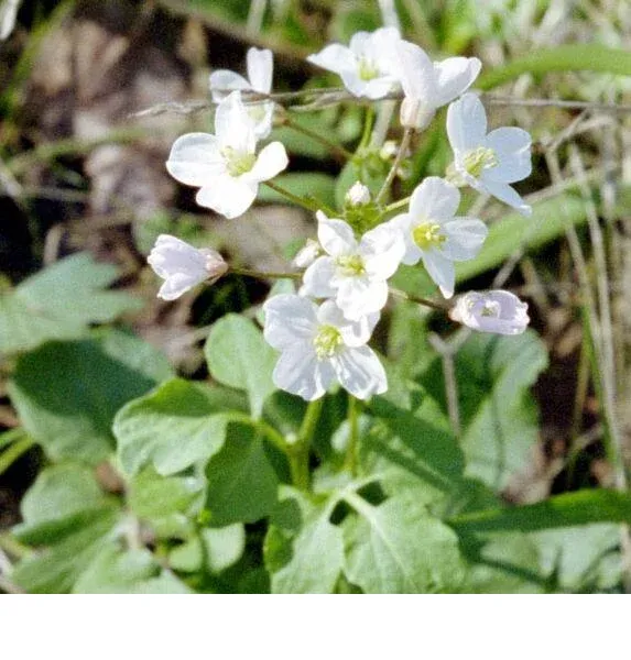 shireplants4397867