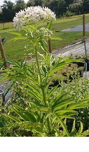 shireplants4398443