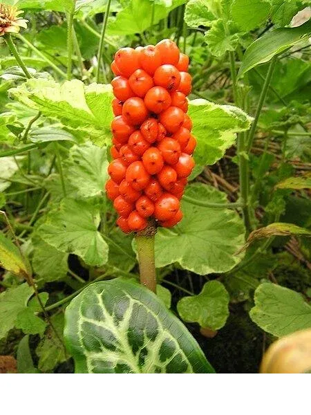 shireplants4398461