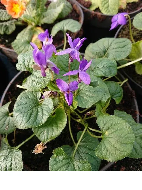 shireplants4398595