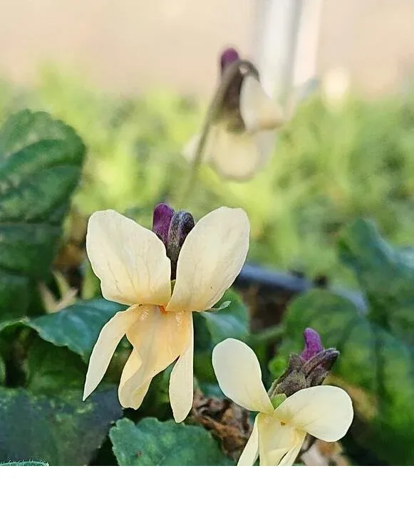 shireplants4398770