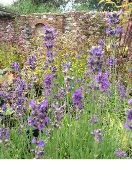 shireplants4398782