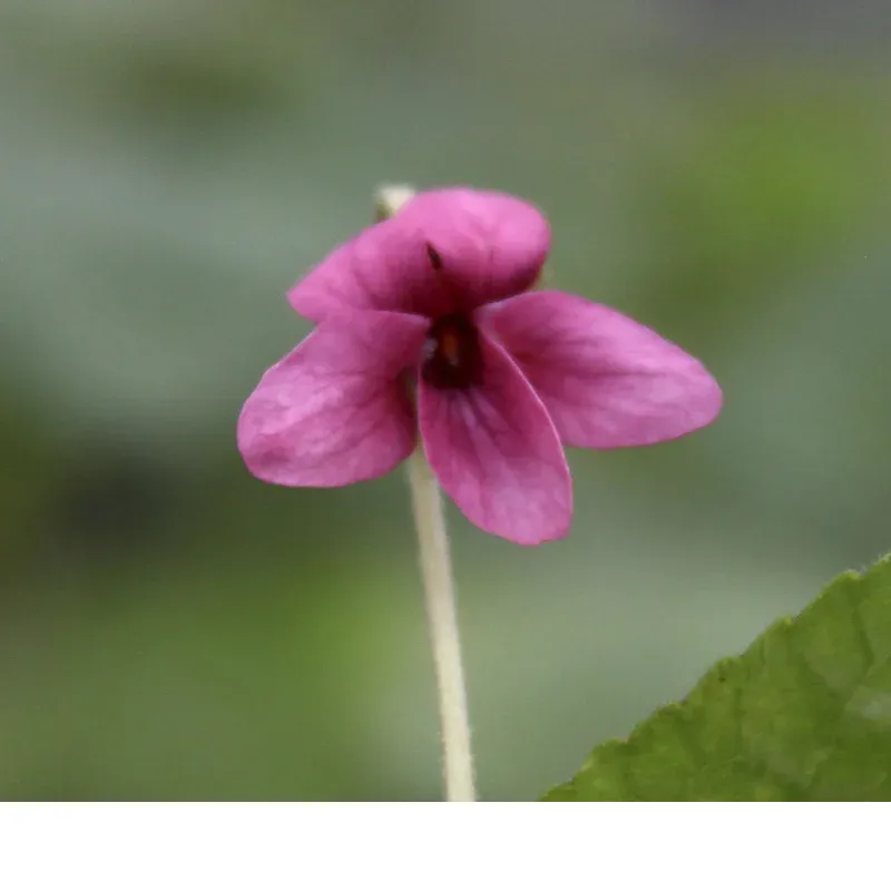shireplants4399063