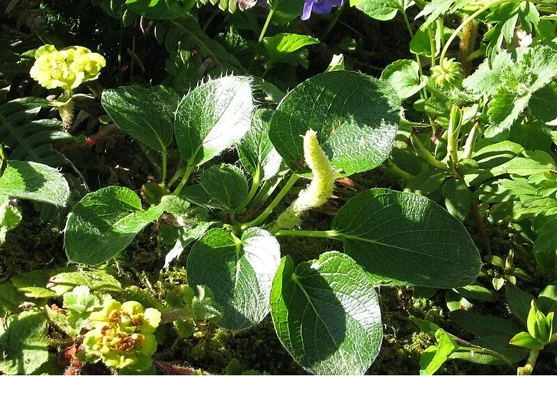 shireplants4399213