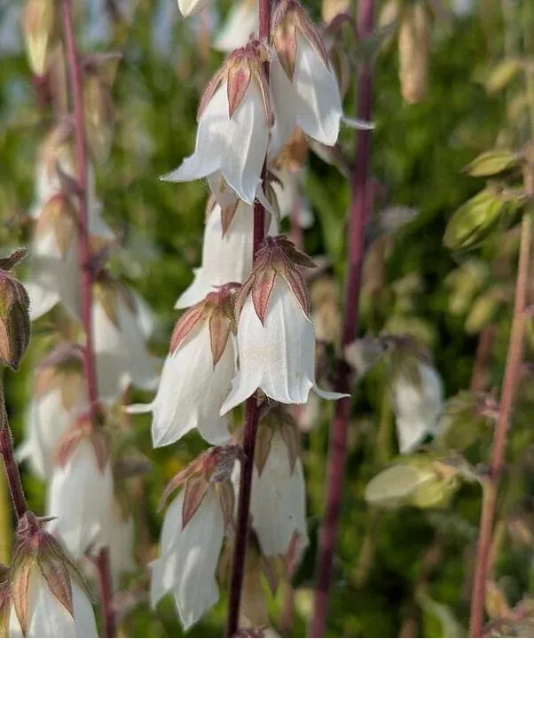 shireplants4399246