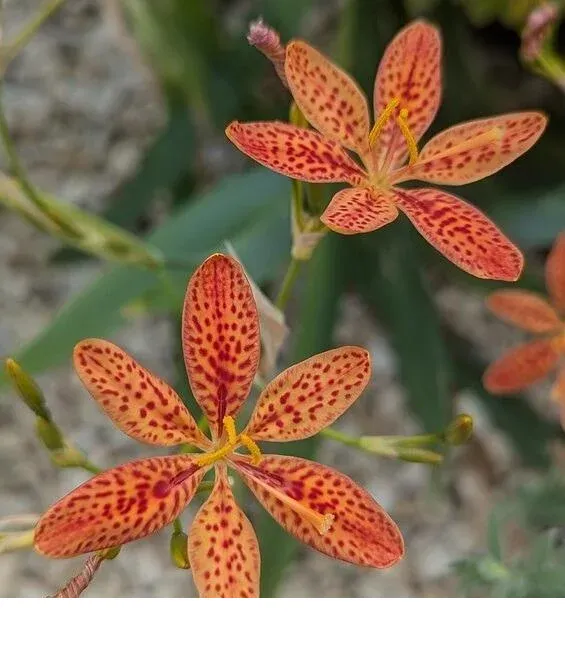 shireplants4399302
