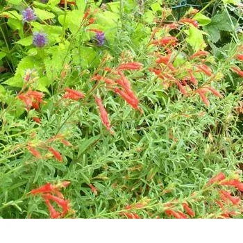 shireplants4399344