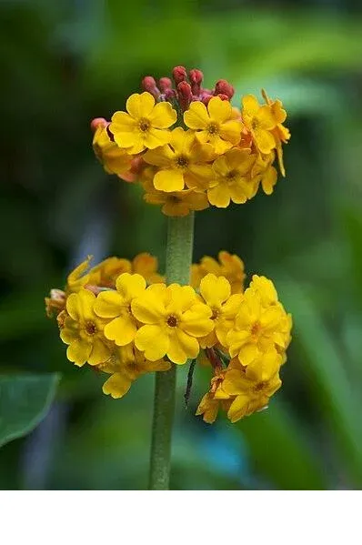 shireplants4399363
