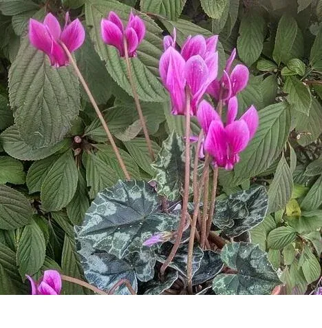 shireplants4399433