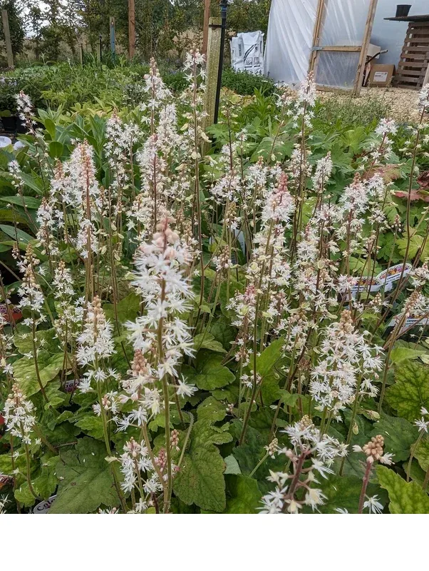 shireplants4399550