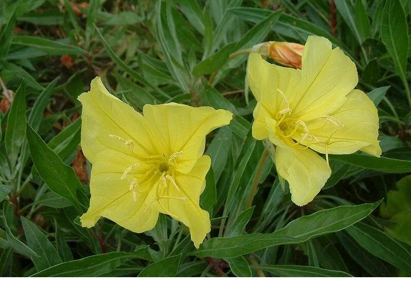 shireplants4399612
