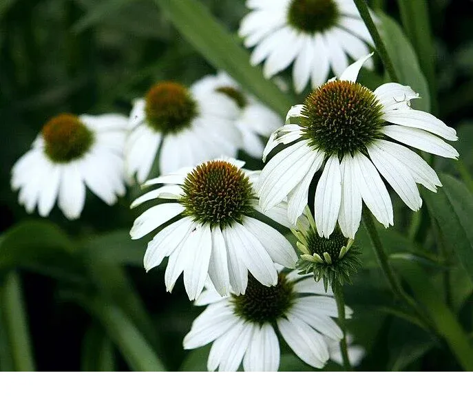 shireplants4399658