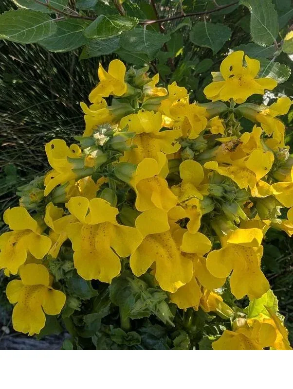 shireplants4399674