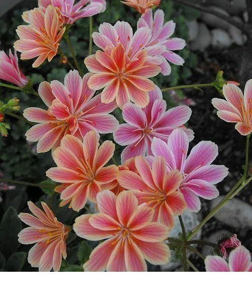 shireplants4399767