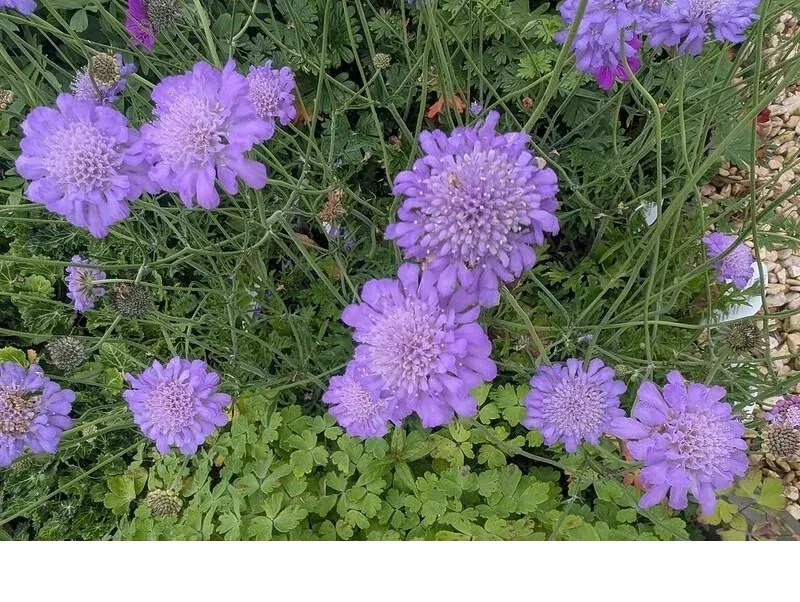 shireplants4399801