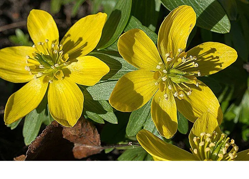 shireplants4399826