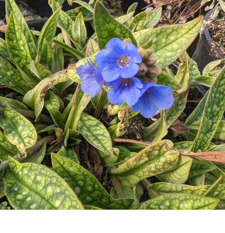 shireplants4399893