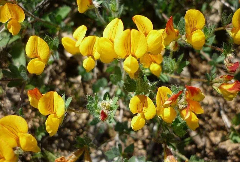 shireplants4399934