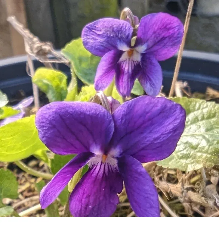 shireplants4400117