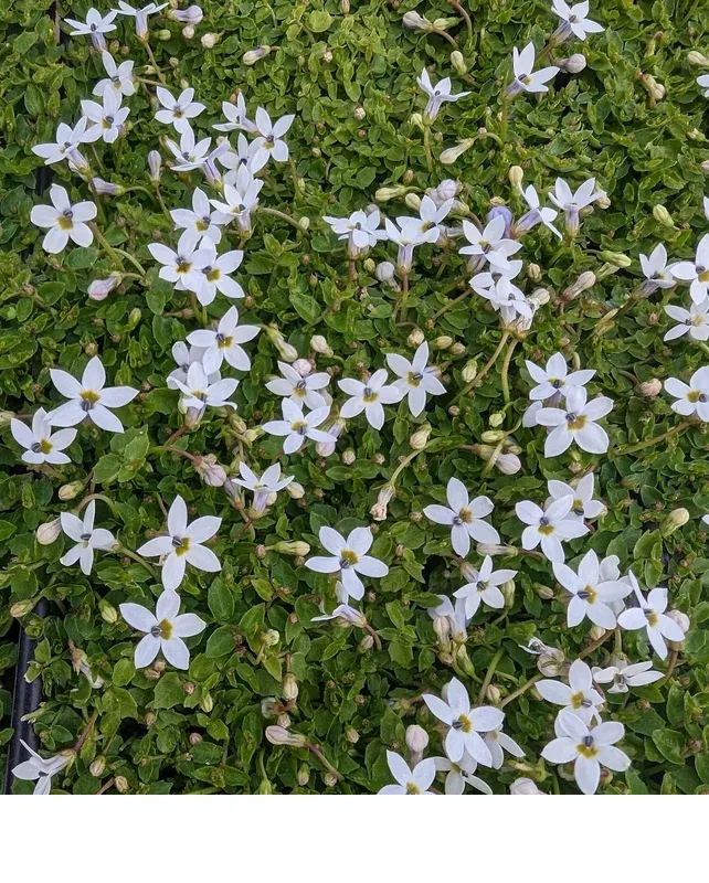 shireplants4400217
