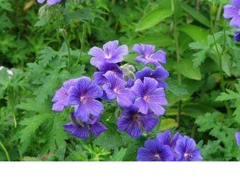 shireplants4400316