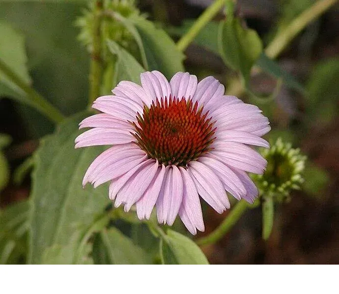 shireplants4400357