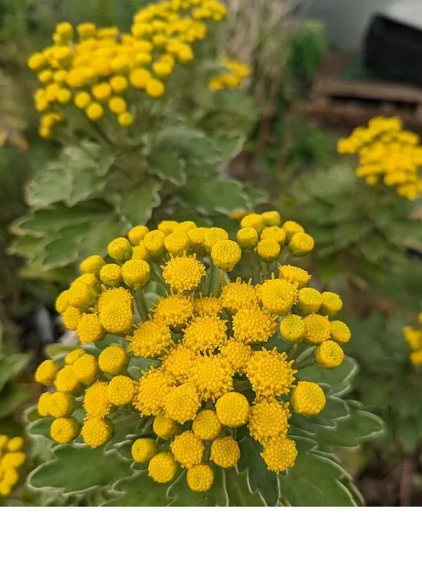 shireplants4400505