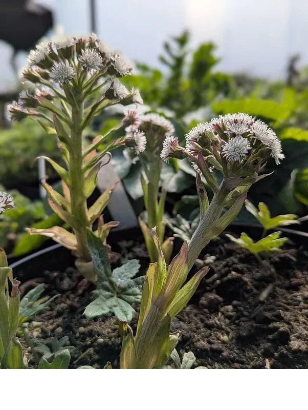 shireplants4400516