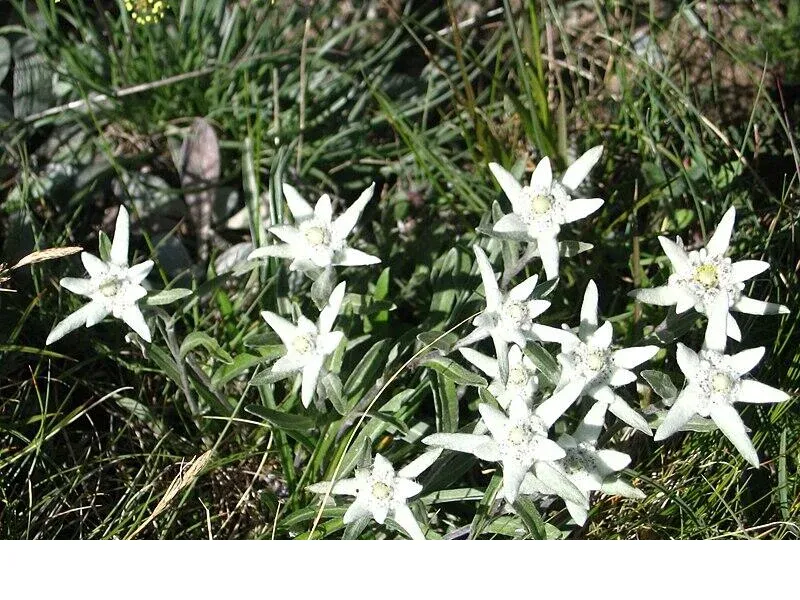 shireplants4400727