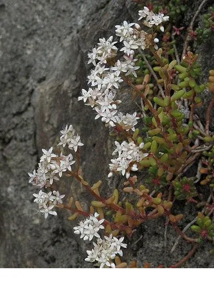 shireplants4400800