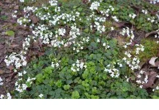 shireplants4400817