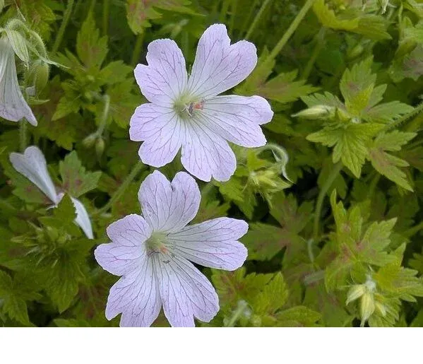 shireplants4400959