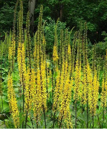 shireplants4401193