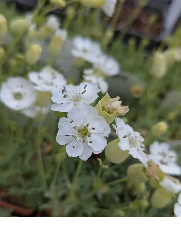 shireplants4401265