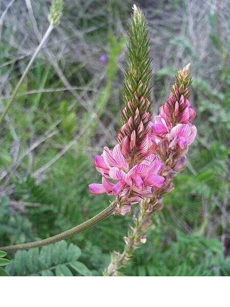 shireplants4401281