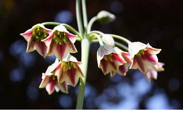 shireplants4401324