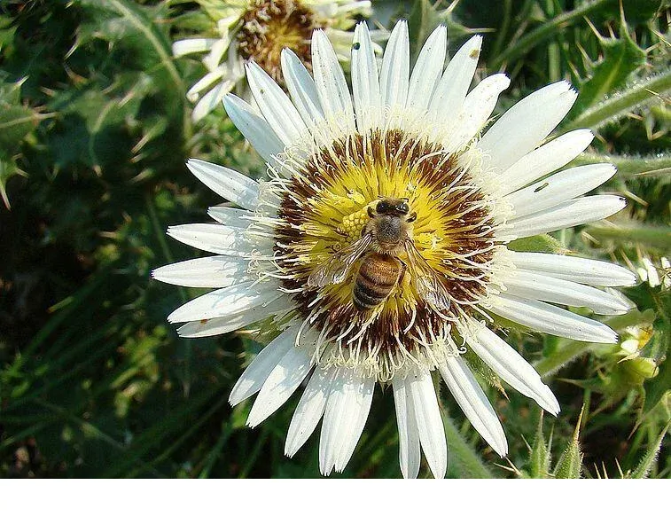 shireplants4401402