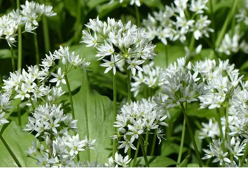 shireplants4401471