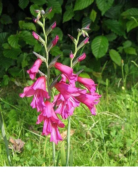 shireplants4401503