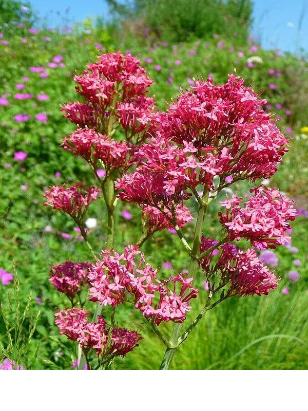 shireplants4401570