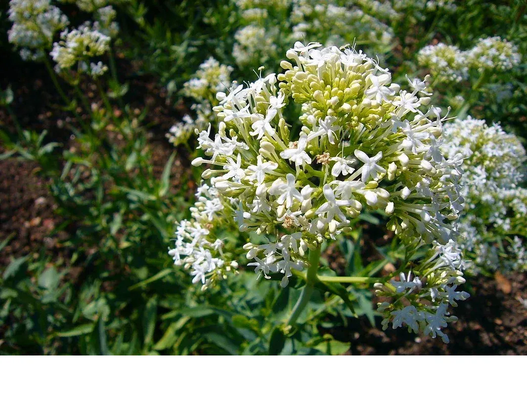 shireplants4401588