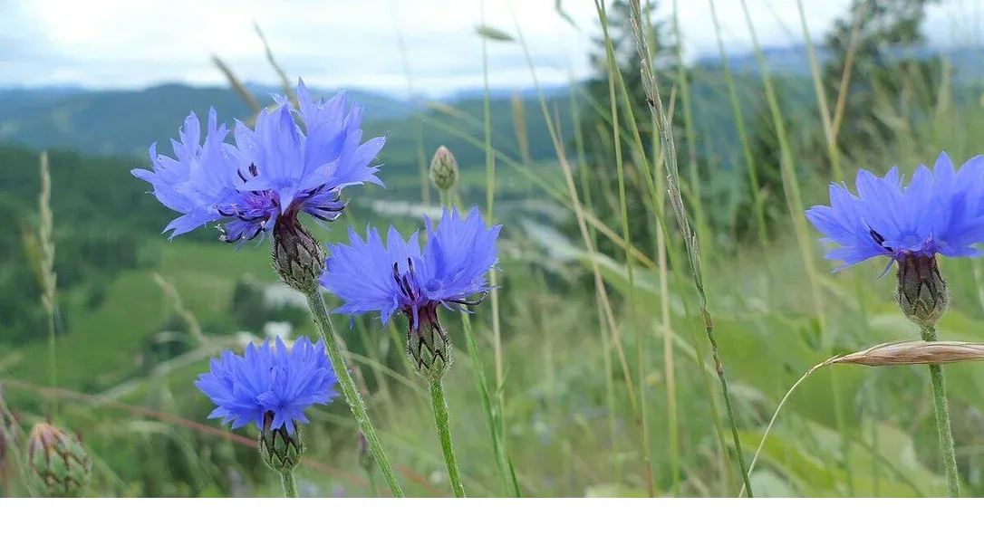 shireplants4401628