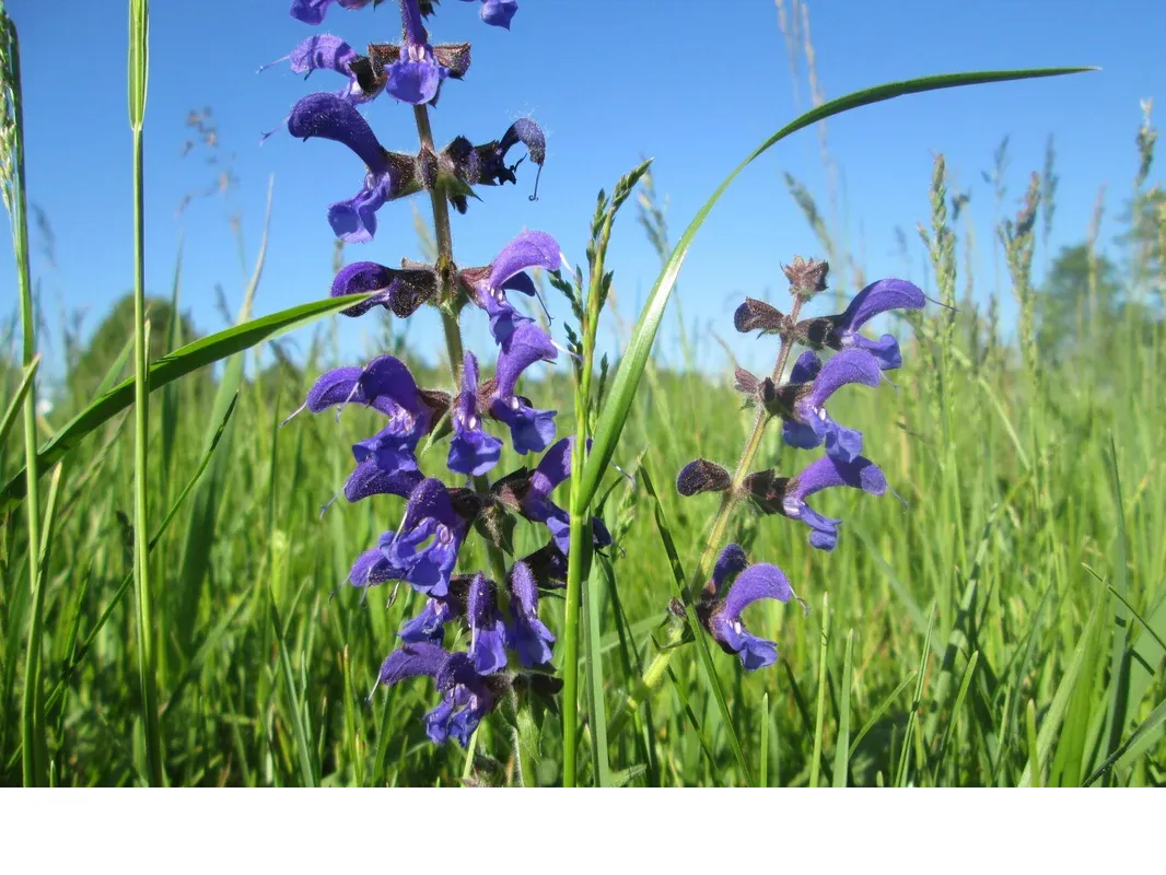 shireplants4401713