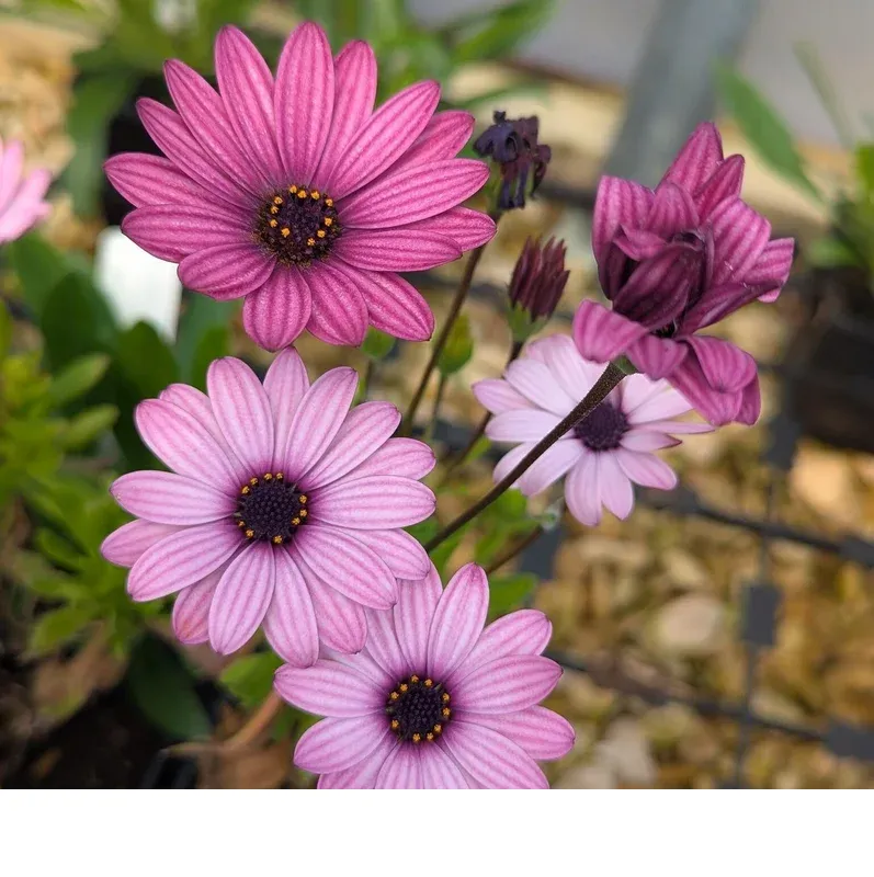 shireplants4401872